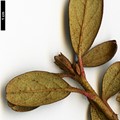 SpeciesSub: subsp. cephalanthum Nmaiense Group